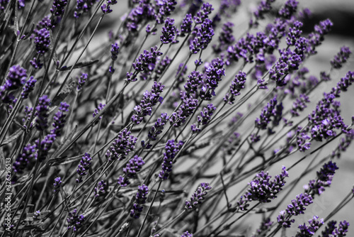 bunch of lavender