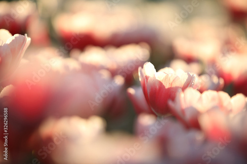 Tulips in close up with water drop