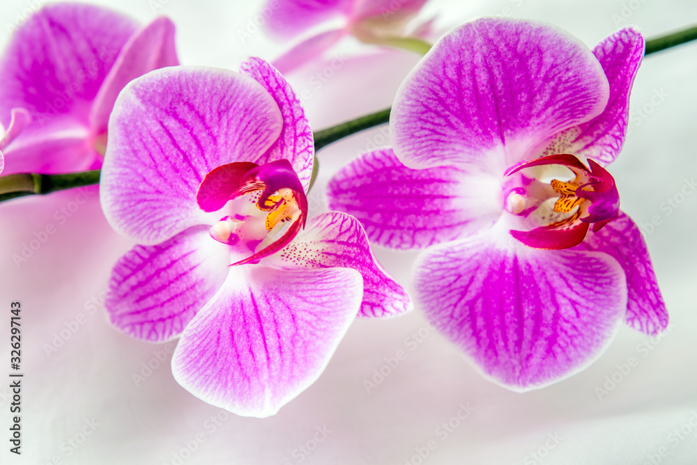 The branch of purple orchids on white fabric background The branch of purple orchids on white fabric background
