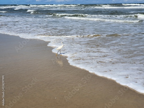 pássaro na praia