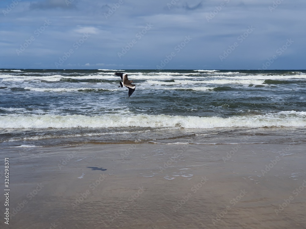 pássaro voando na praia
