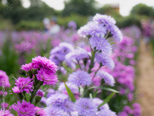 Purple  colorful margaret flowers in the flower garden