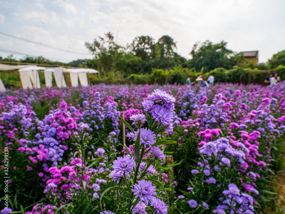 Purple, colorful margaret flowers in the flower garden Purple, colorful margaret flowers in the flower garden