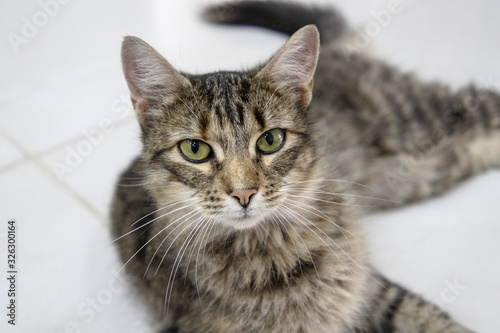 olhar de um gato cinza