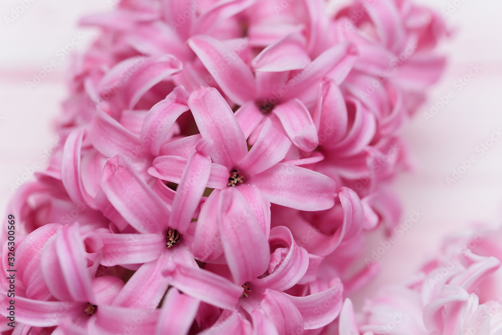 Macro closeup view of Hyacinth Pink Spring flowers on light pink background. Texture. concept of holiday, celebration, women day. Mother day
