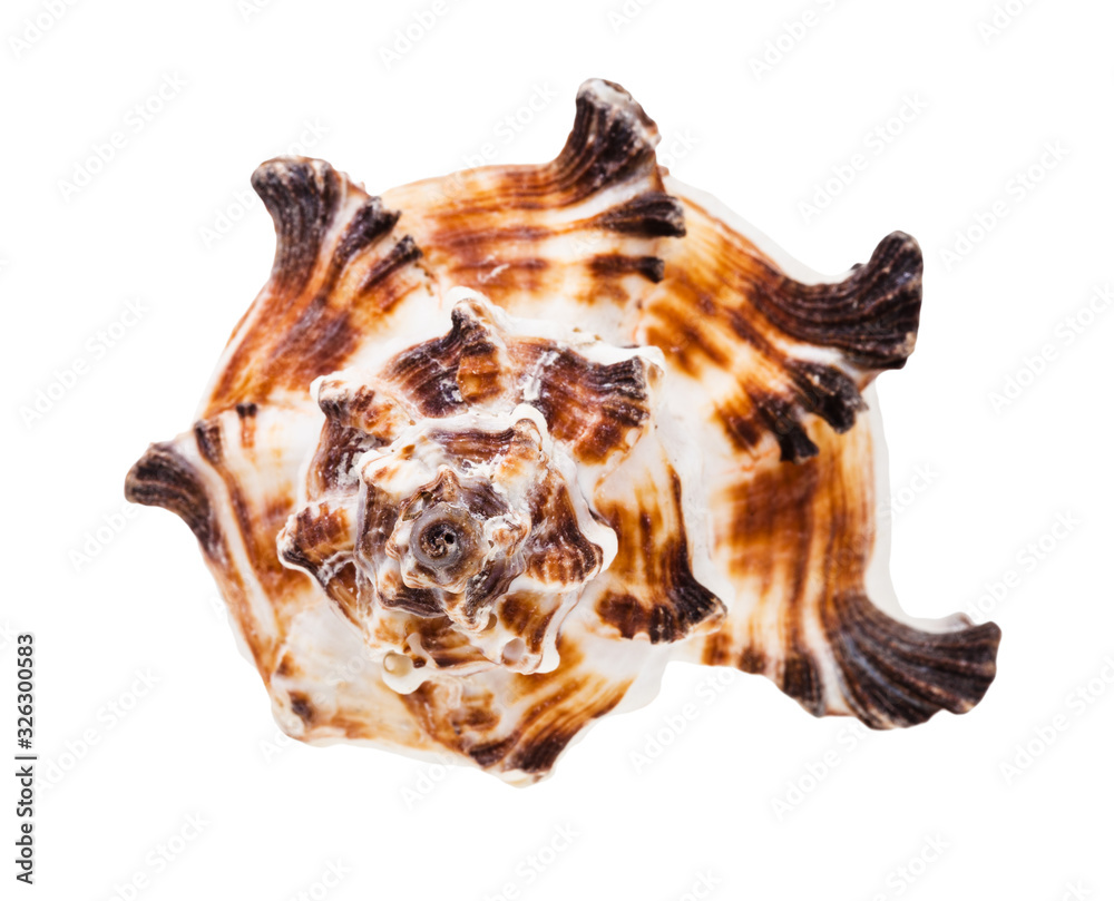 front view of striped conch of muricidae mollusk