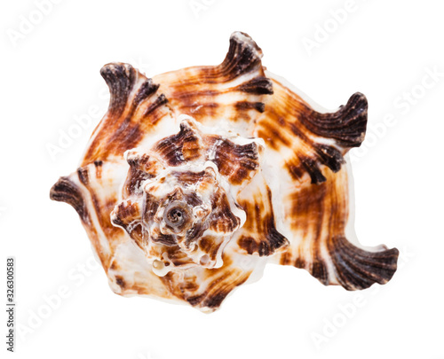 front view of striped conch of muricidae mollusk