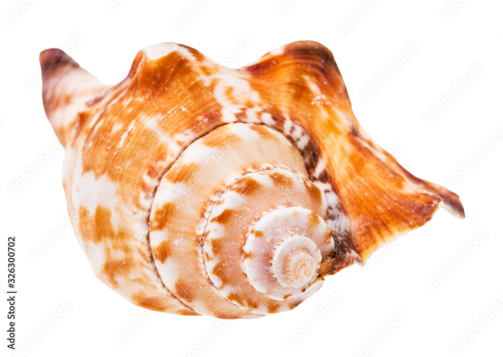 helix shell of sea mollusc isolated on white
