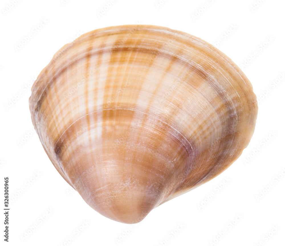 striped brown conch of clam isolated on white striped brown conch of clam isolated on white