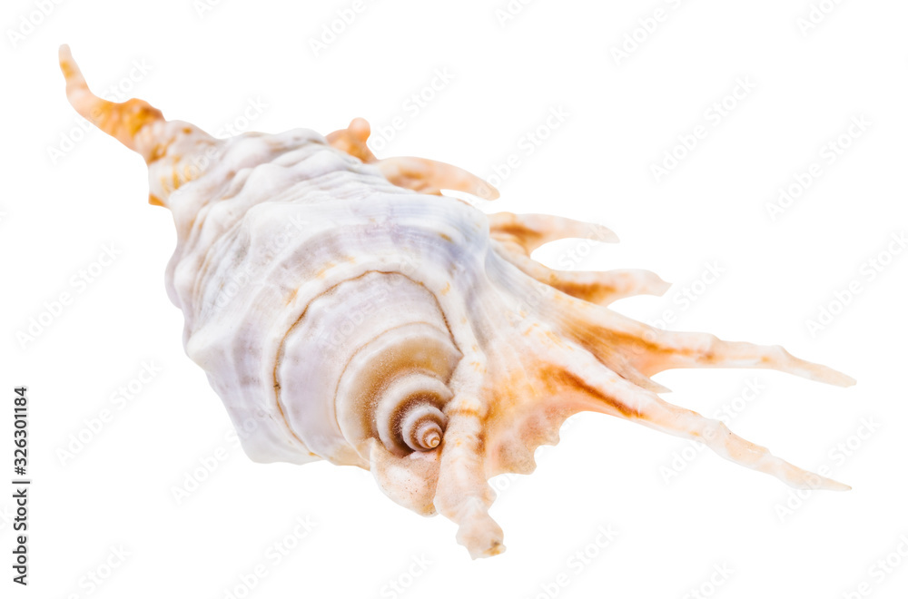 helix conch of murex snail isolated on white helix conch of murex snail isolated on white