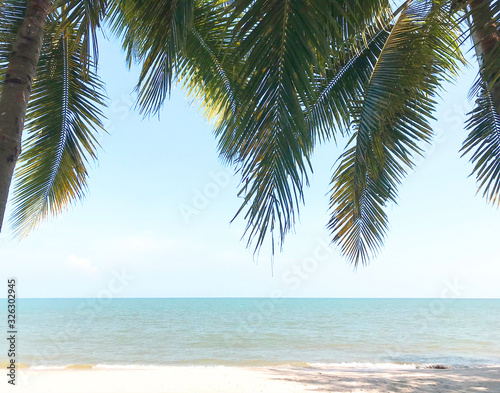 Fototapeta Naklejka Na Ścianę i Meble -  green coconut palm trees on the grass in sunny beach