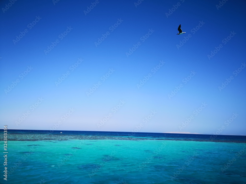 bright sun and sky above the sea, bird seagull flying, sunset bright sun and sky above the sea, bird seagull flying, sunset