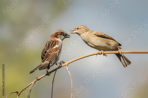 Two House Sparrow (Passer domesticus) on a branch.