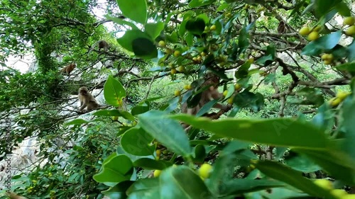 Wallpaper Mural Monkeys jump on tree branches and feed from human hands Torontodigital.ca