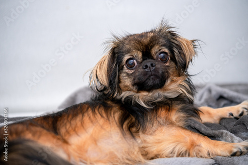 Obraz na plátně Chihuahua pekinese mixed dog laying on sofa relaxing
