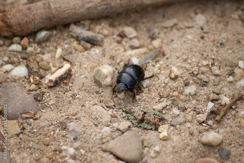 beetle on stone beetle on stone