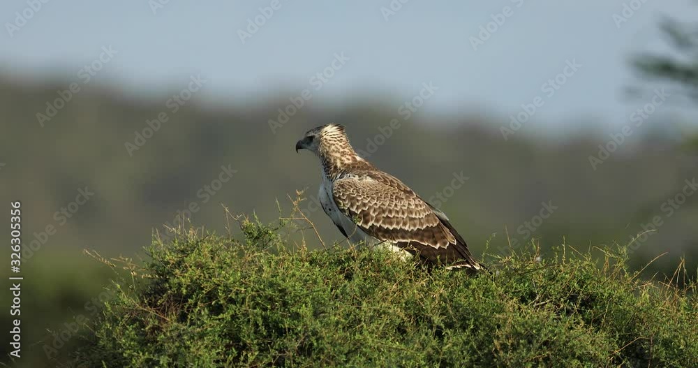 A young Martial Eagle is on a tree A young Martial Eagle is on a tree
