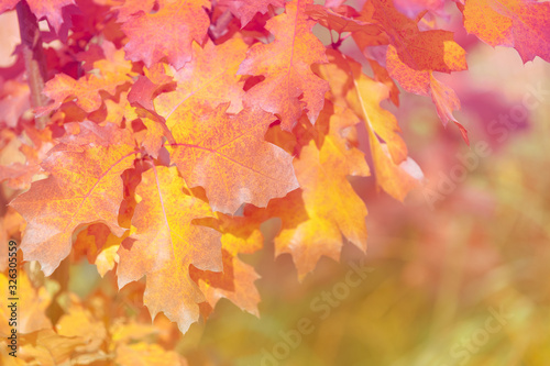 Oak tree branch with colorful leaves in the autumn forest. Autumn nature background
