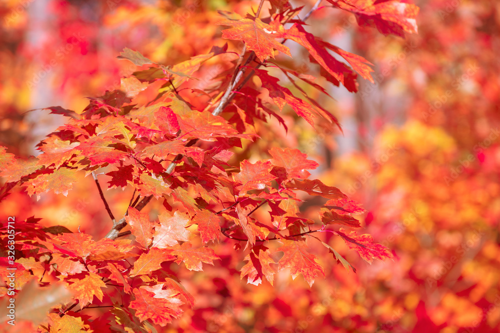 Oak tree branch with colorful leaves in the autumn forest. Autumn nature background Oak tree branch with colorful leaves in the autumn forest. Autumn nature background