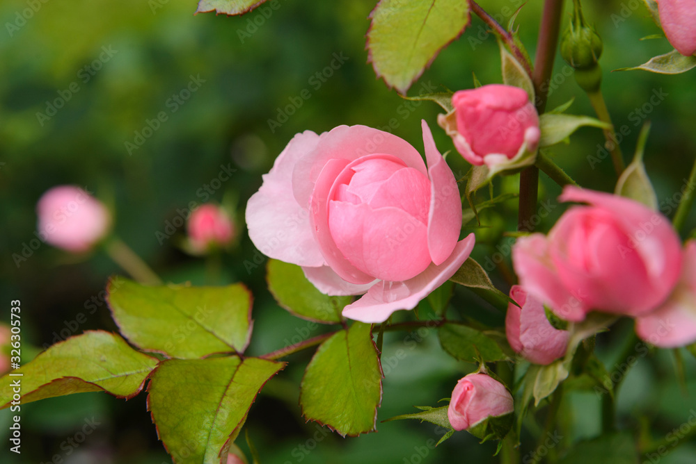 young Bud of a pink rose flower on a Bush