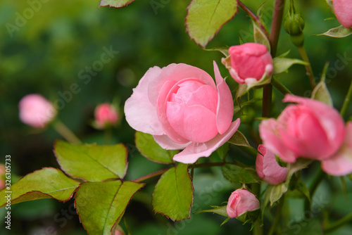 Fototapeta Naklejka Na Ścianę i Meble -  young Bud of a pink rose flower on a Bush
