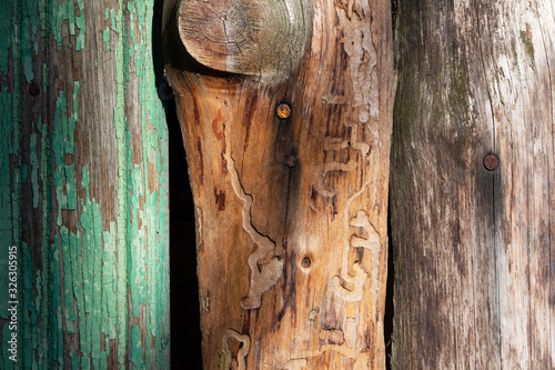 wooden fence made of old boards with traces of woodworm