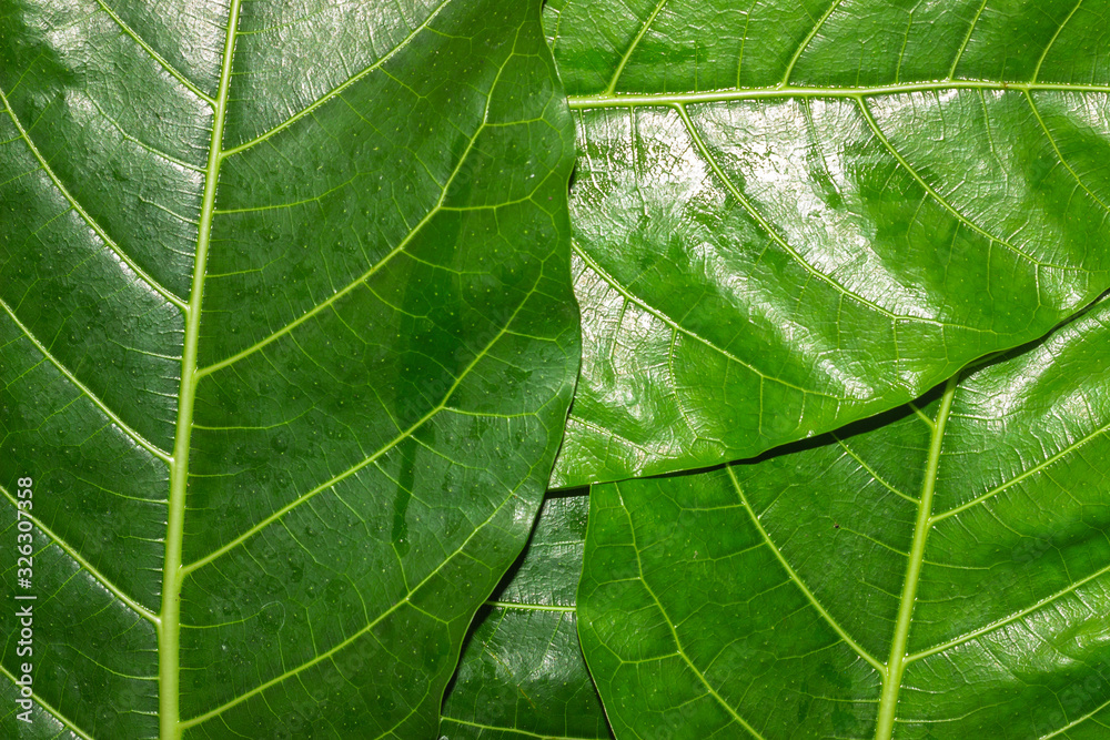 Fototapeta premium Green leaf texture natural background of tree leaves.