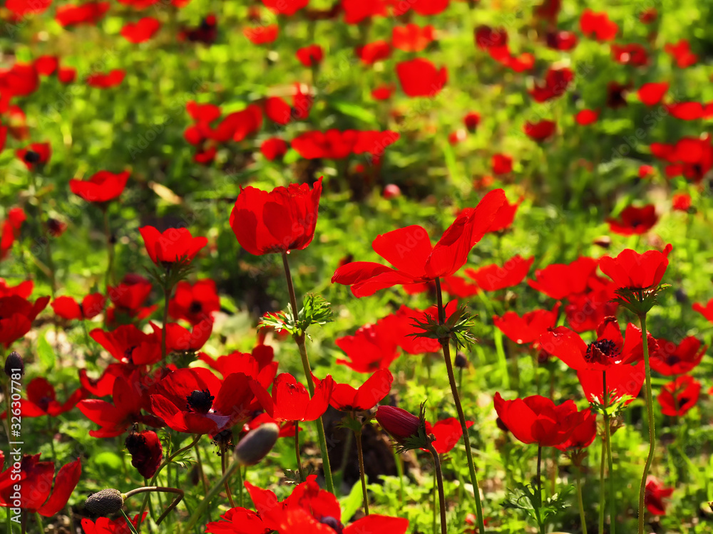 Red flowers and bright green grass