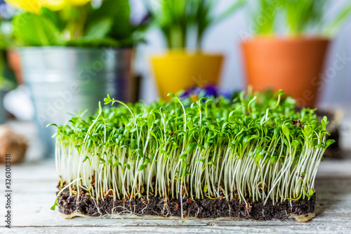 Easter decoration of cress and spring flowers.