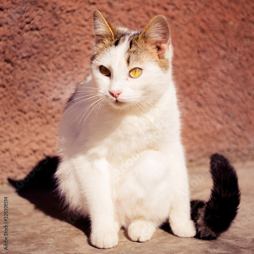 Cute white kitten sitting outdoor with funny look.