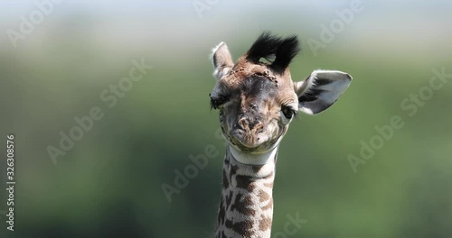 Portrait of a baby giraffe in the savannah