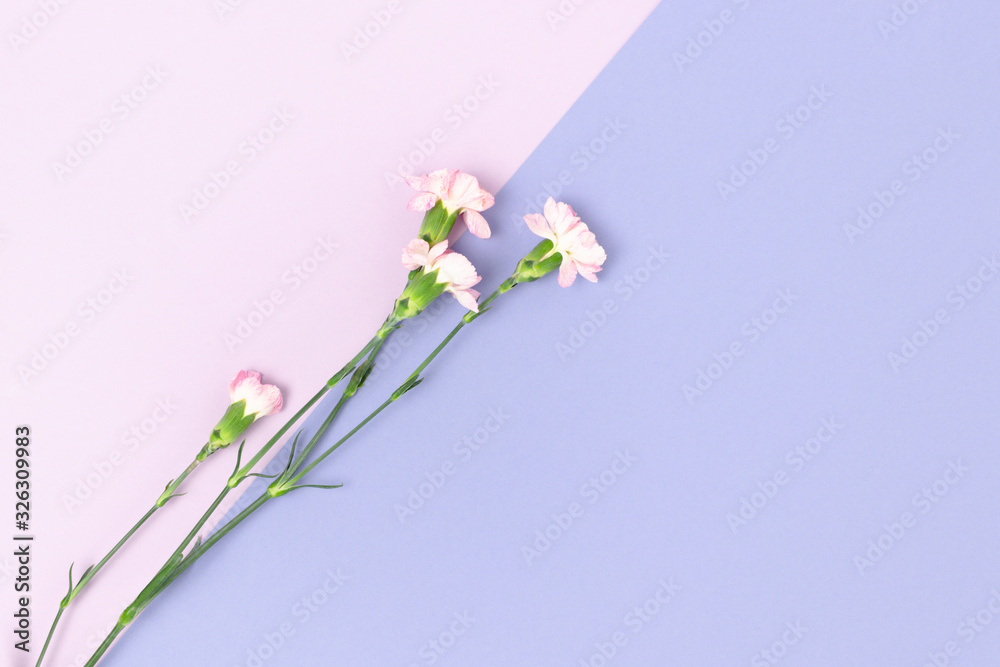 Pink carnation flowers on a purple pastel background. Floral composition with place for text.