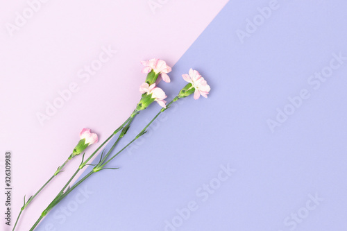 Pink carnation flowers on a purple pastel background. Floral composition with place for text.