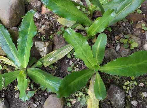 Green long coriander or culantro plant on the ground. Top view of culantro plant. photo