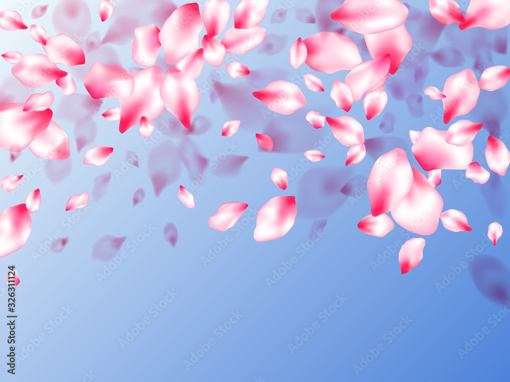 Pink cherry blossom petals isolated