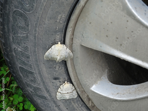 moths on a wheel