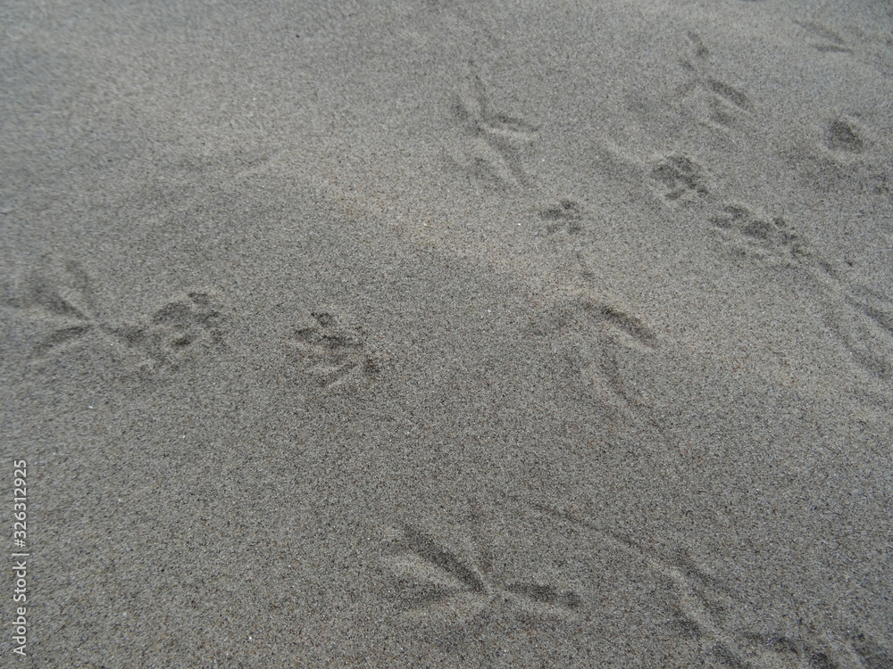 bird tracks in the sand bird tracks in the sand