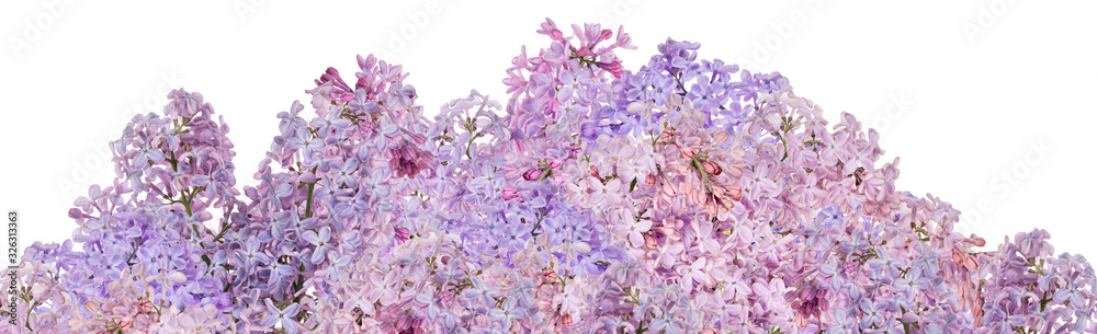light purple lush lilac flowers stripe