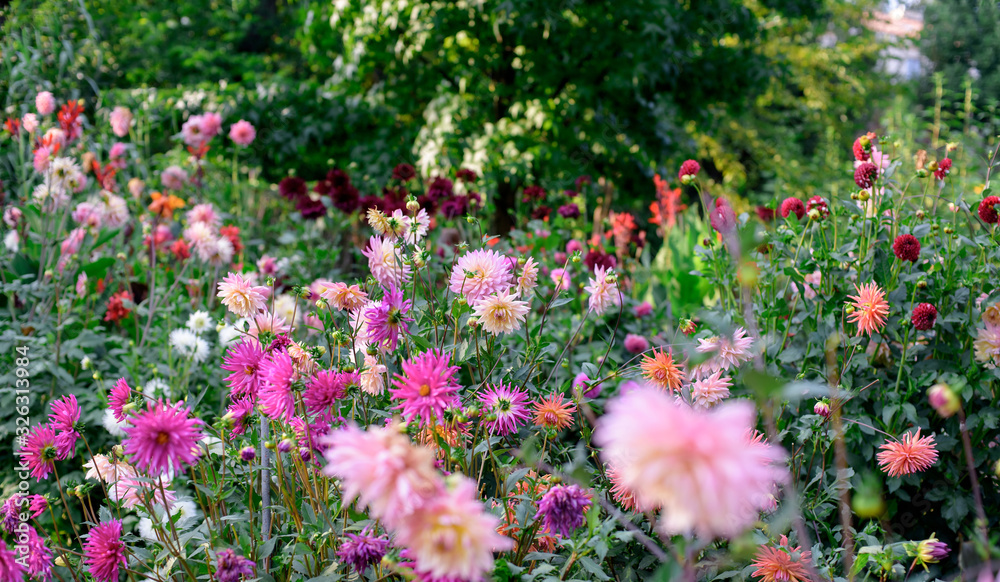 Dahlia flowers during blossoming Dahlia flowers during blossoming