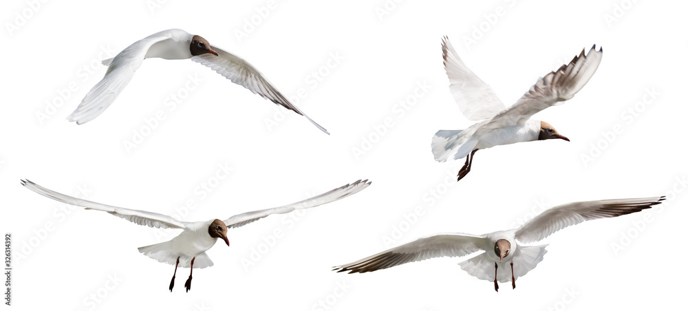 Fototapeta premium isolated four black head gulls flight