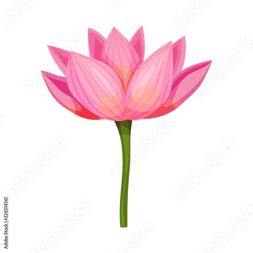 Lotus Flower with Large Showy Petals Isolated on White Background Vector Illustration