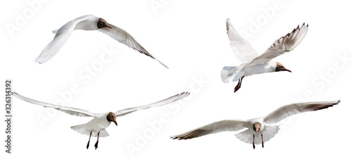 isolated four black head gulls flight