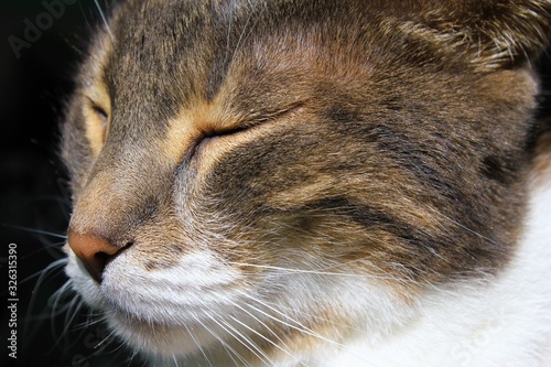 Cute cat face close up