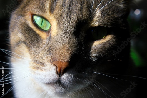 Cute cat face close up