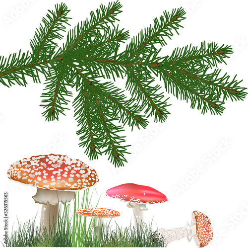 fly agaric mushrooms under fir branch isolated on white