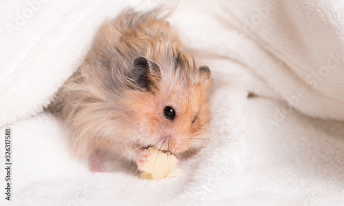 Hamster eating on a white background