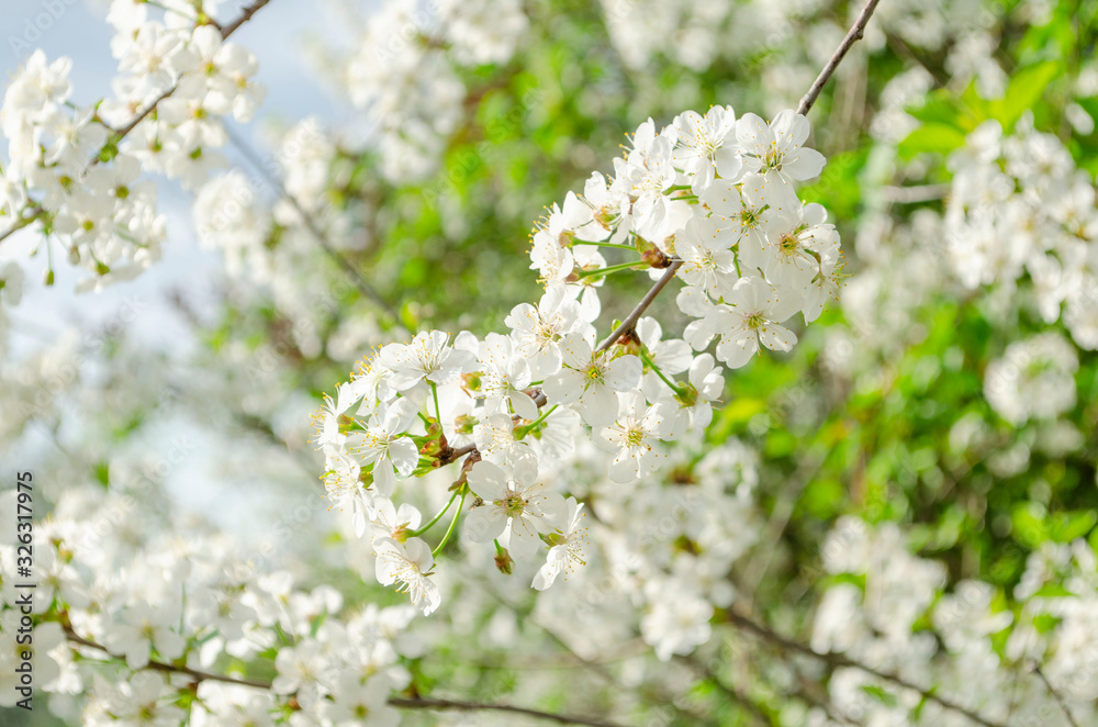 Blooming cherry branch in the sunlight, a beautiful gentle spring border. Selective focus.