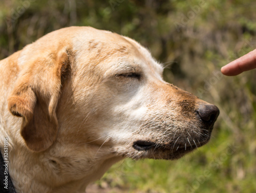 Cute dog in a park with closed eyes