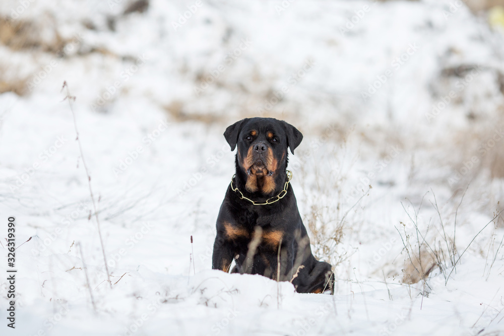 Rottweiler dog breed in winter Rottweiler dog breed in winter