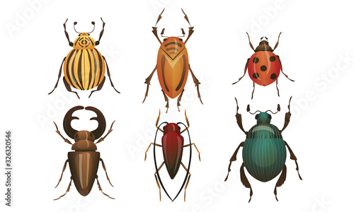 Hard-winged Bugs and Insects Isolated on White Background Vector Set